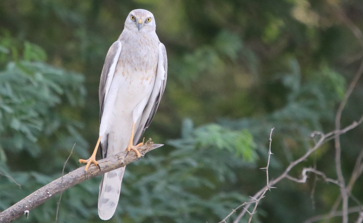 Pallid Harrier - ML122335101