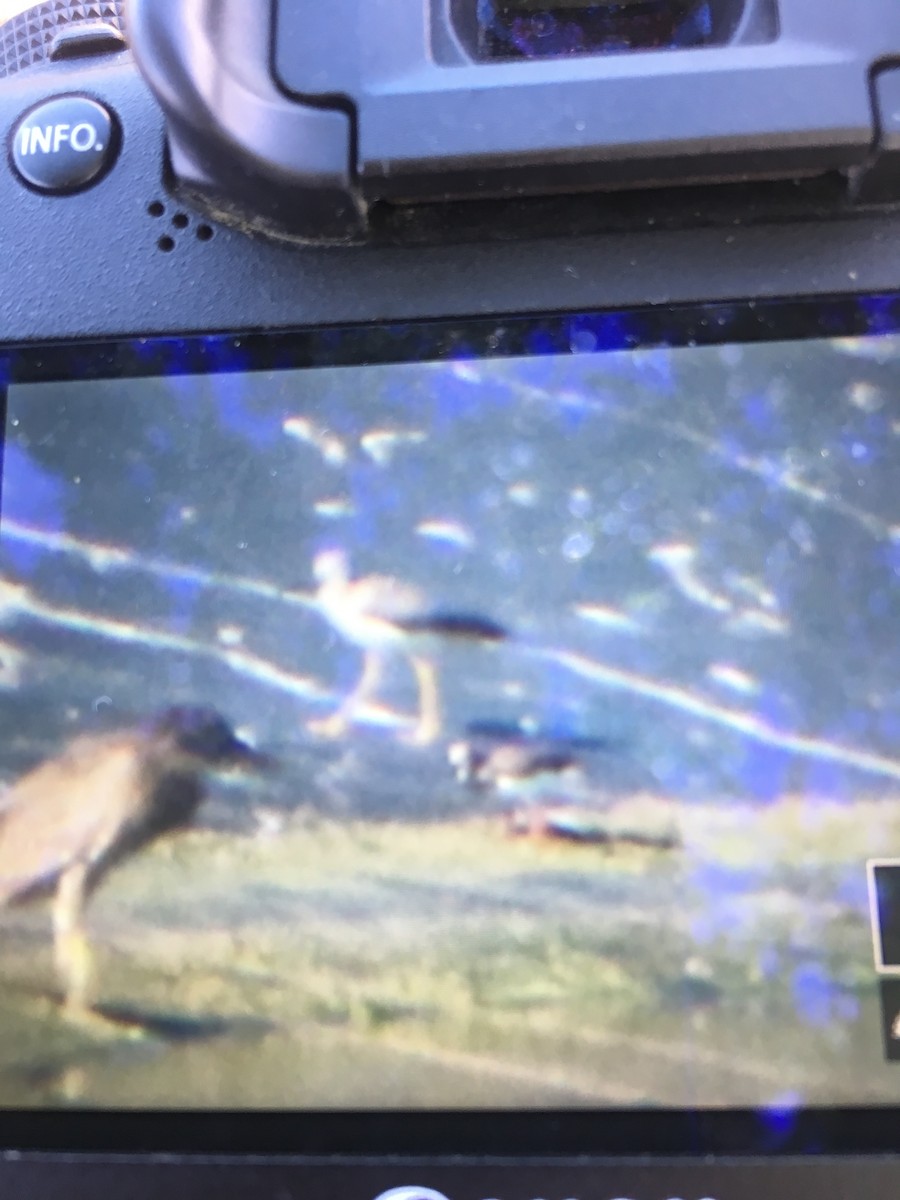 Greater Yellowlegs - Brad Benter