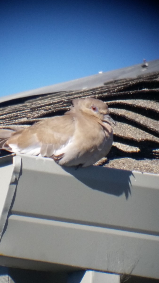 White-winged Dove - Eugene Hunn