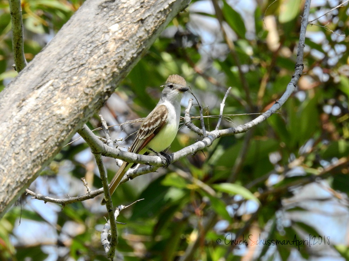 Ash-throated Flycatcher - Chuck Schussman