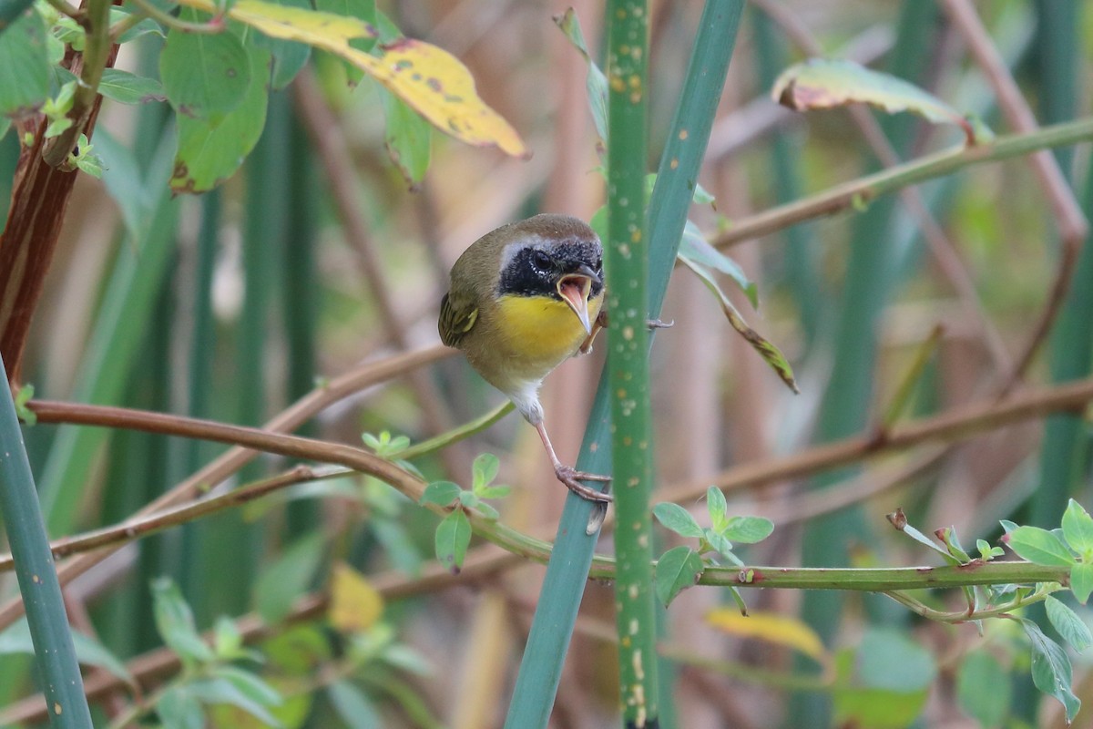 Common Yellowthroat - ML122336811