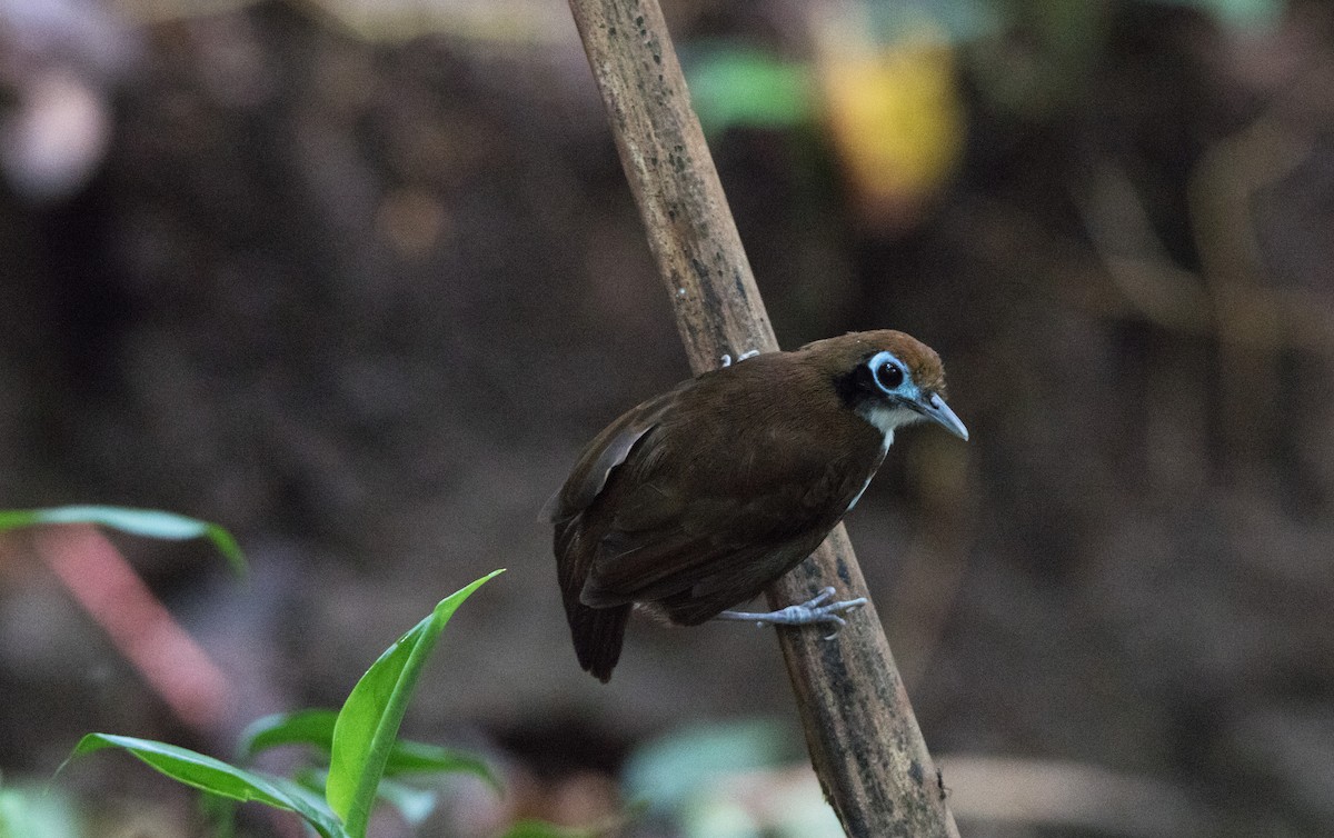 Bicolored Antbird - ML122336891