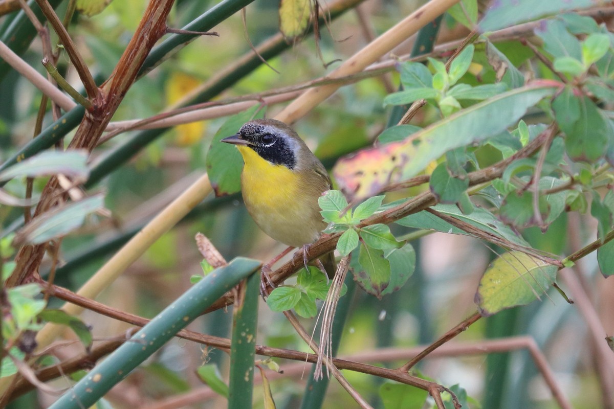 Common Yellowthroat - ML122336981