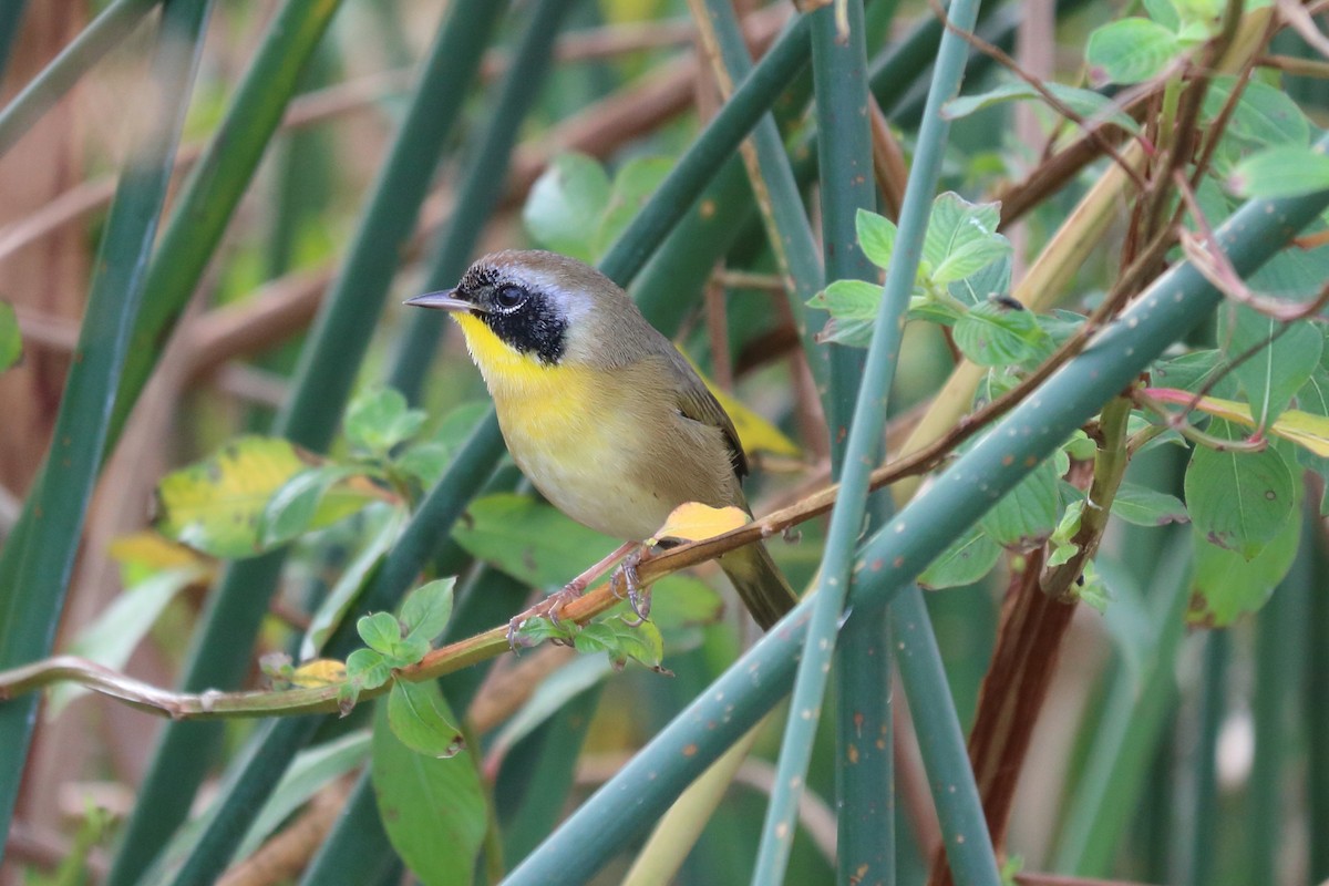 Common Yellowthroat - ML122337071