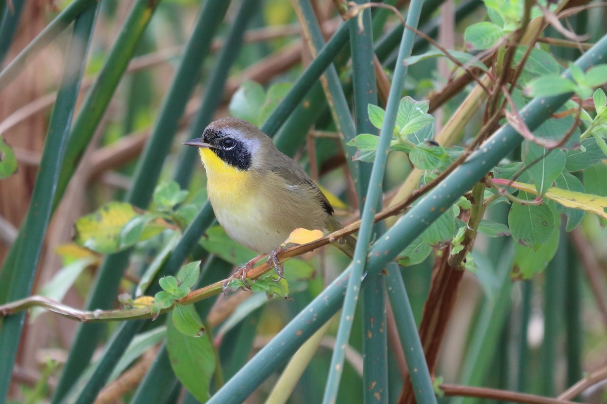 Common Yellowthroat - Alta Tanner