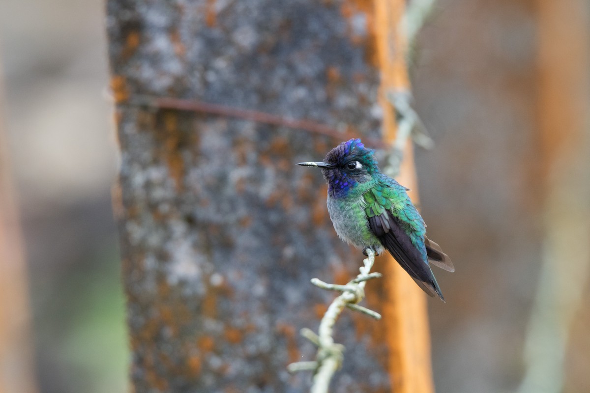 Violet-headed Hummingbird - ML122337381