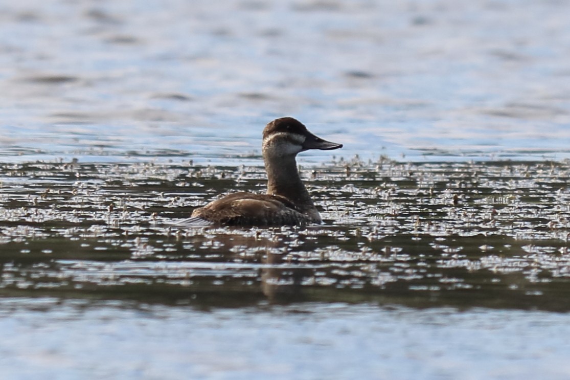 Ruddy Duck - ML122337401