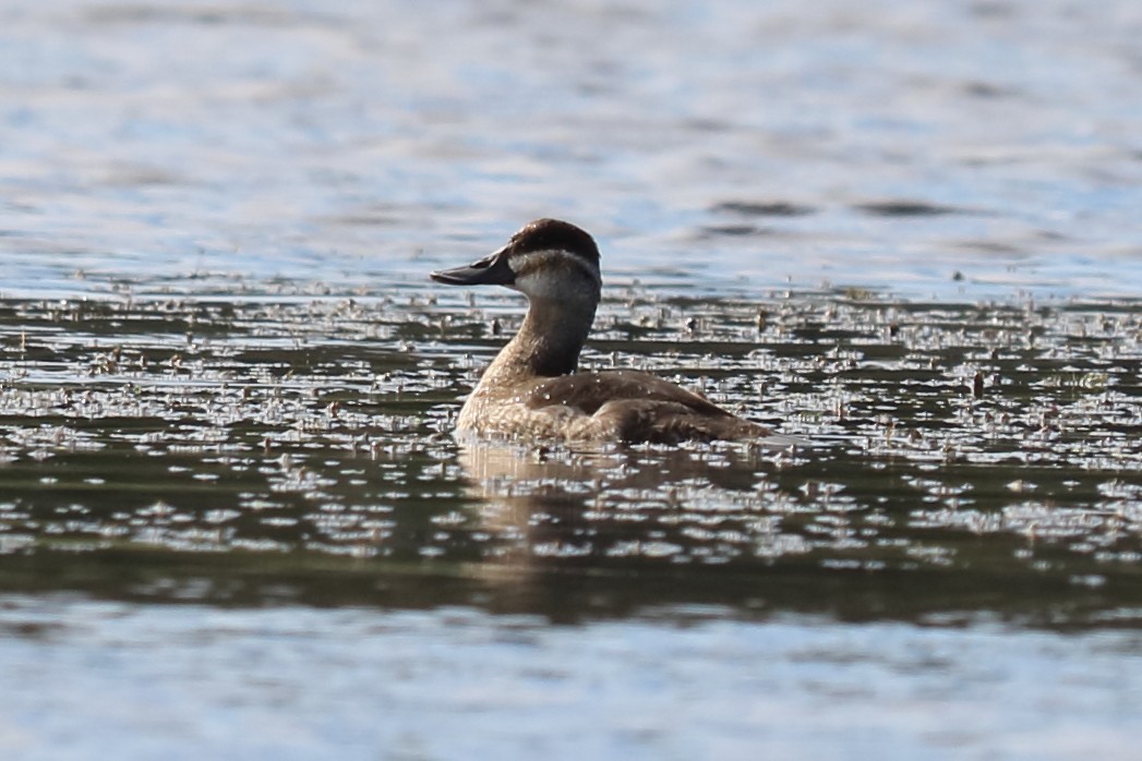 Ruddy Duck - ML122337411