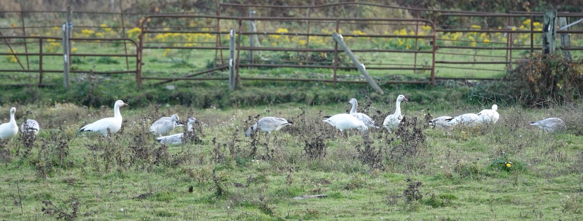 Snow Goose - ML122337451