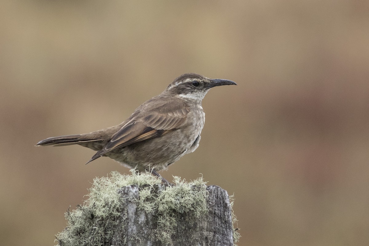 Stout-billed Cinclodes - Jacob Drucker