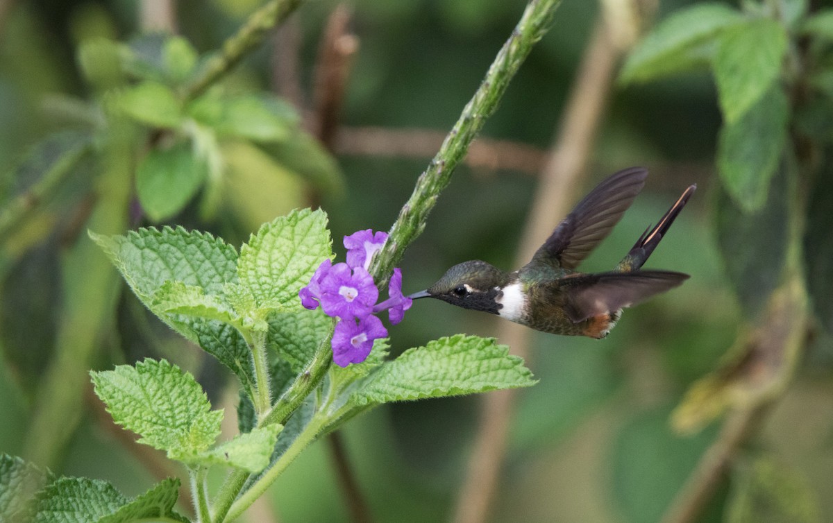 Magenta-throated Woodstar - ML122338271