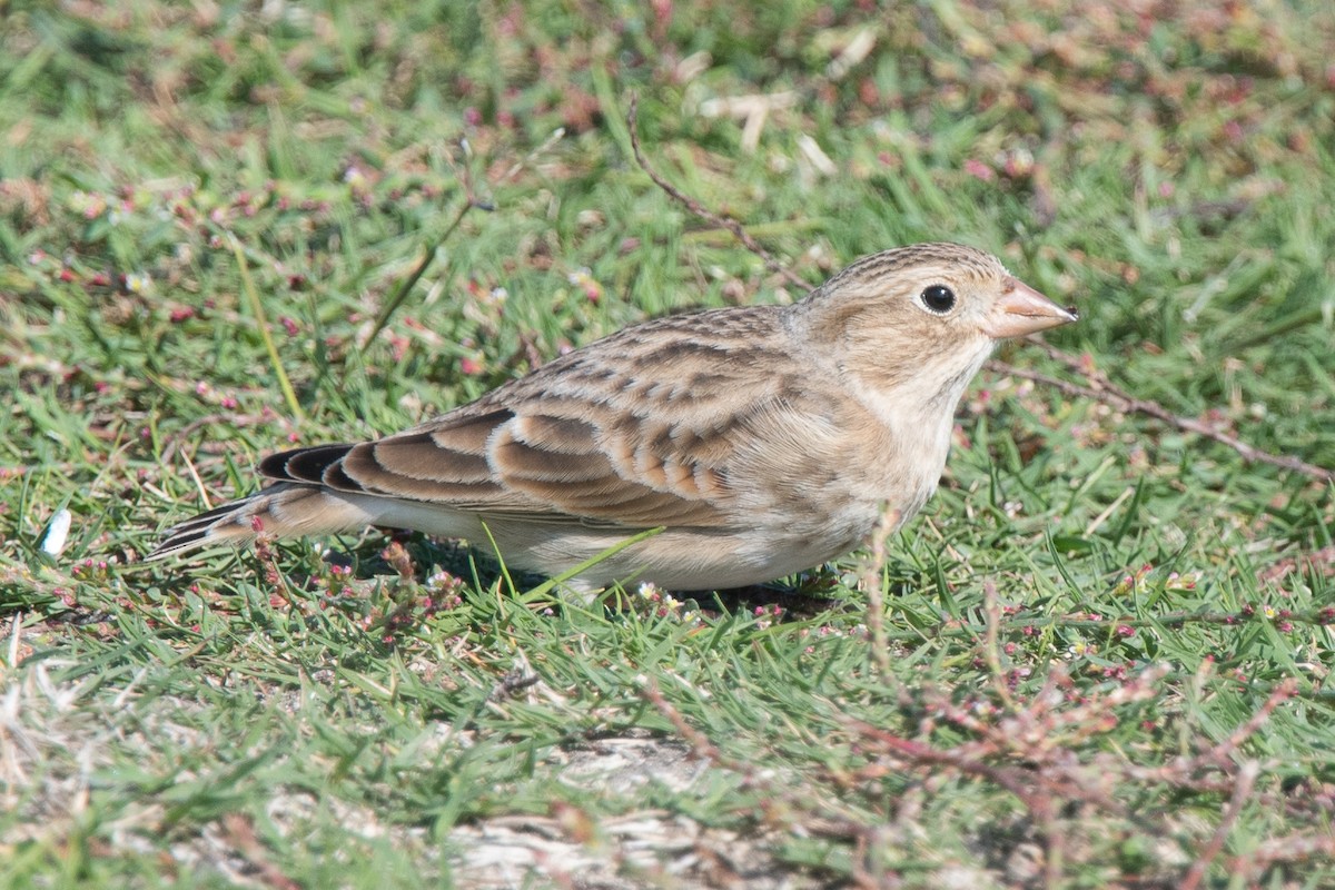 Thick-billed Longspur - ML122339481