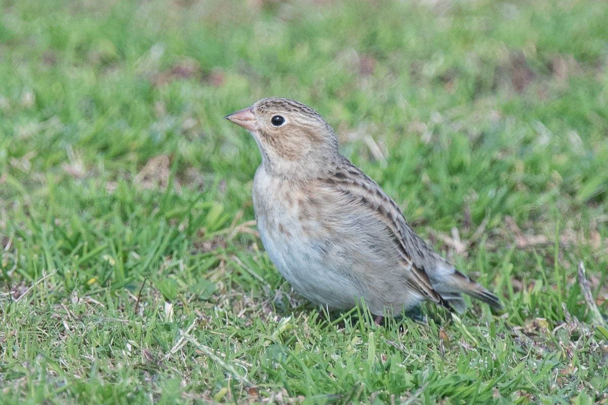 Thick-billed Longspur - ML122339511