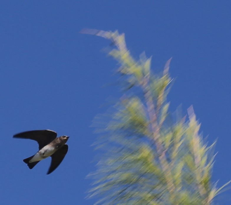 Cliff Swallow - Ceri James