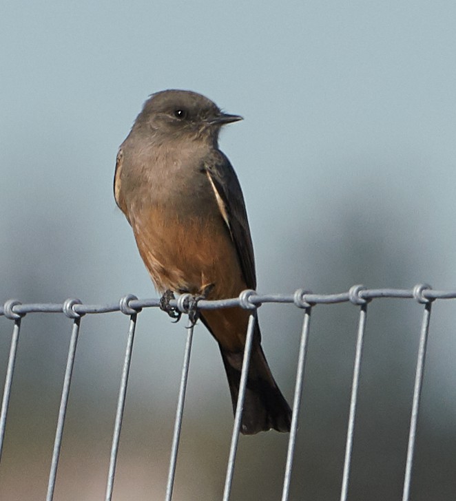 Say's Phoebe - Brooke Miller