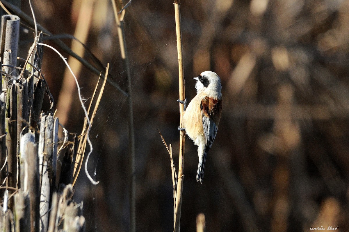 Rémiz penduline - ML122340641