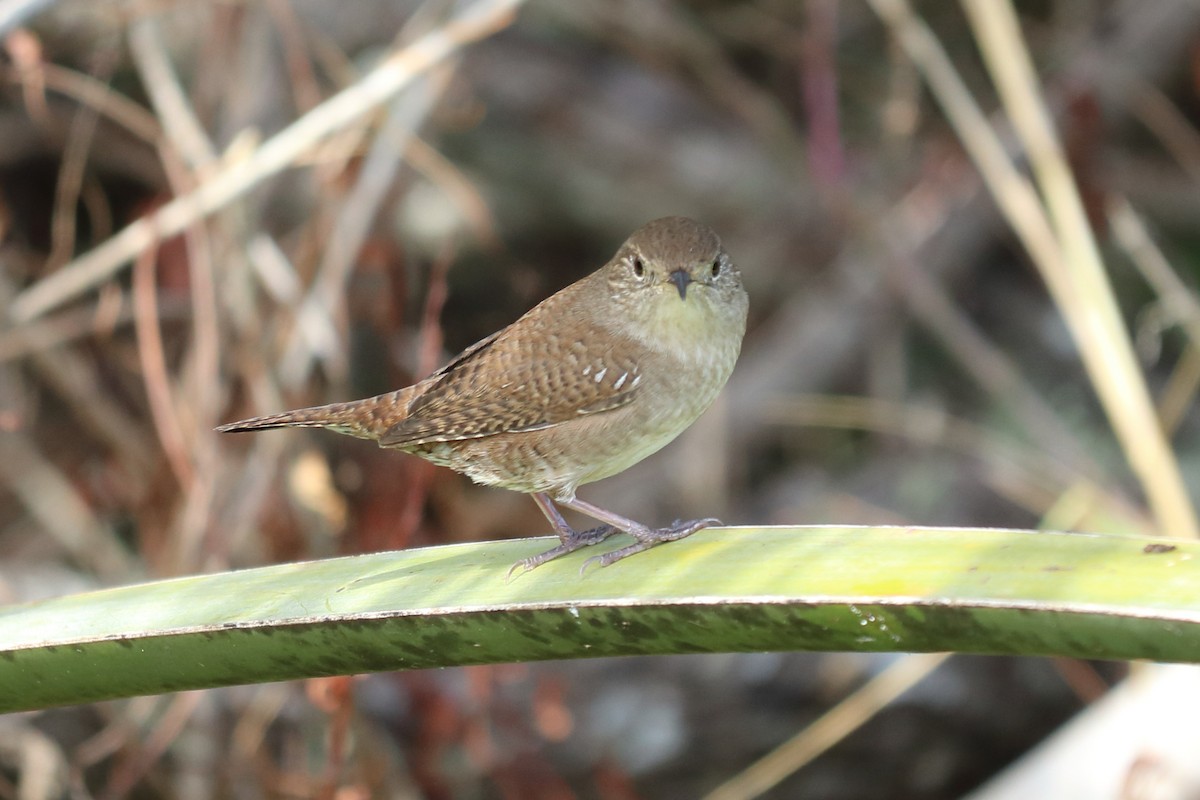 House Wren - ML122340791