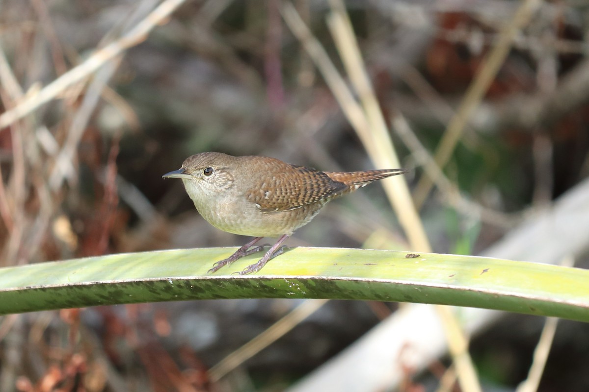 House Wren - ML122340861