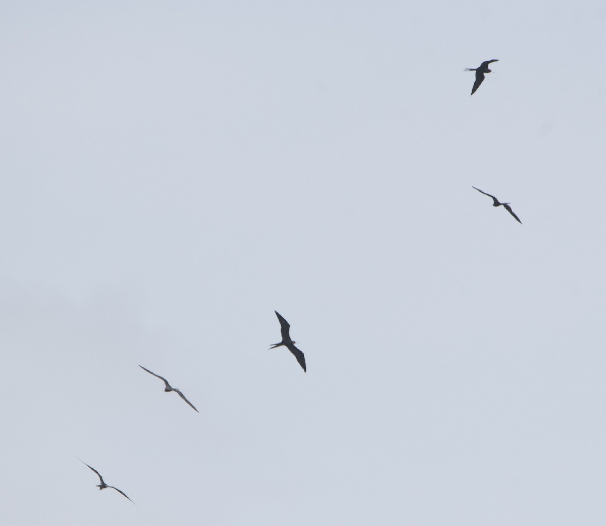 Magnificent Frigatebird - ML122340901