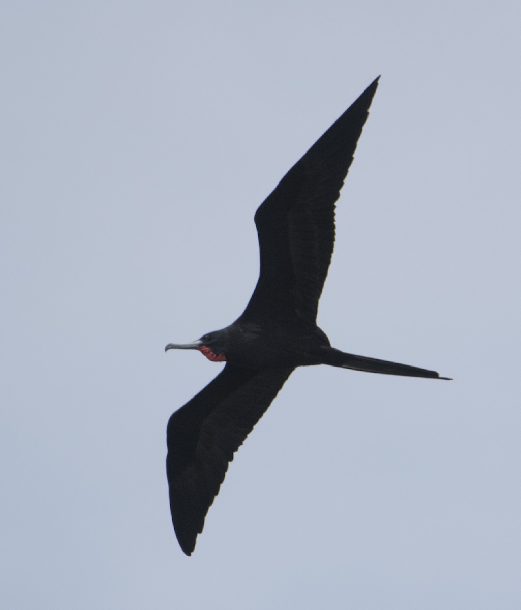 Magnificent Frigatebird - ML122340911