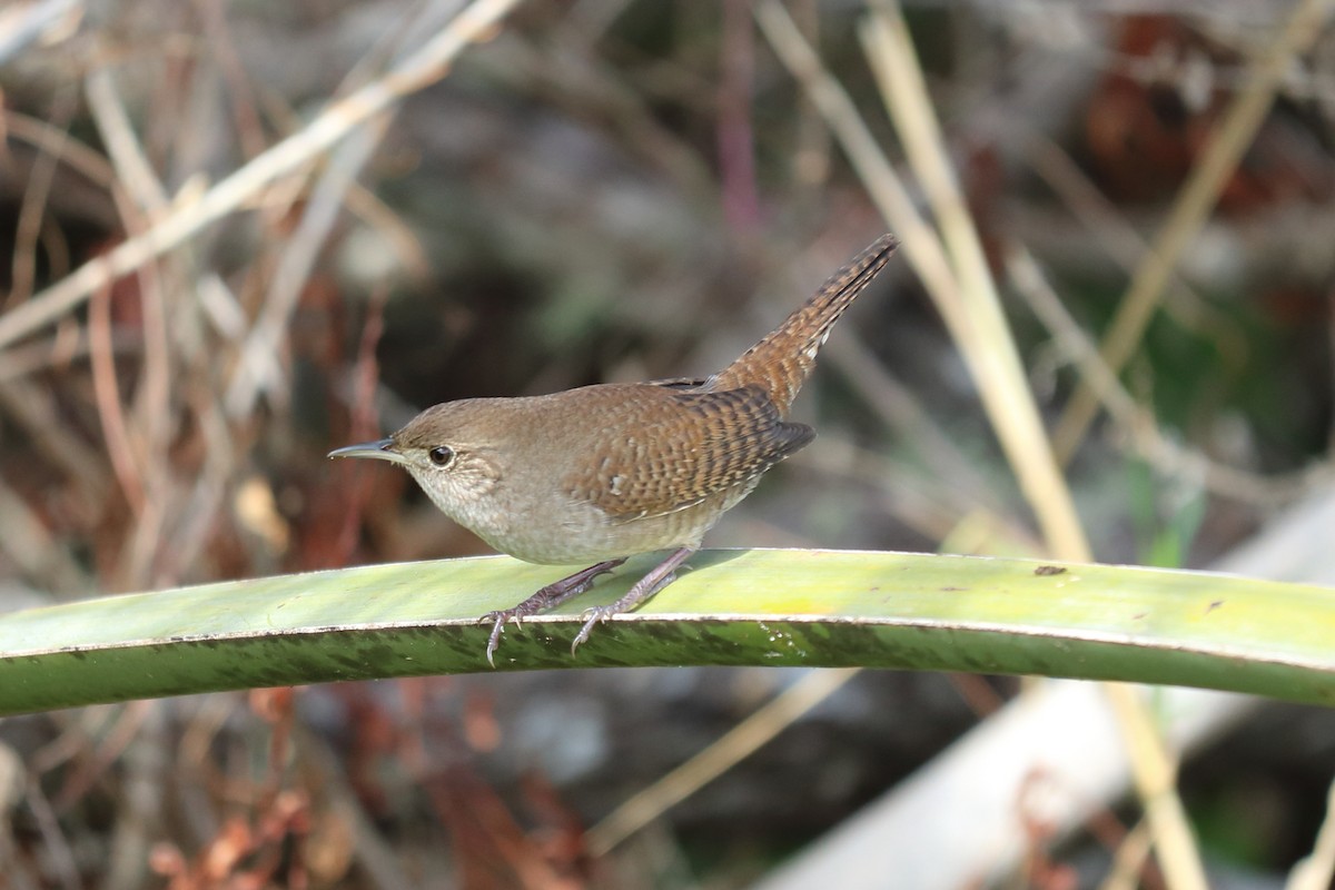 House Wren - ML122341321