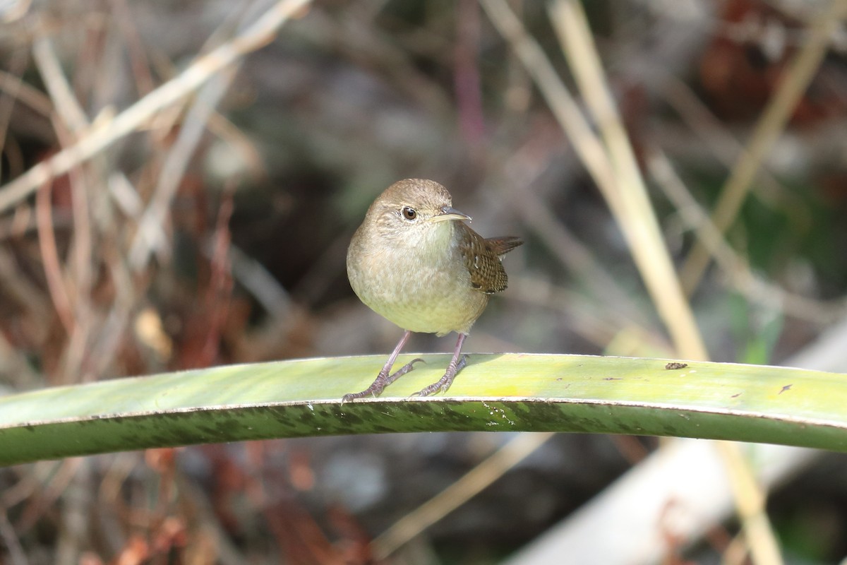 House Wren - ML122341441