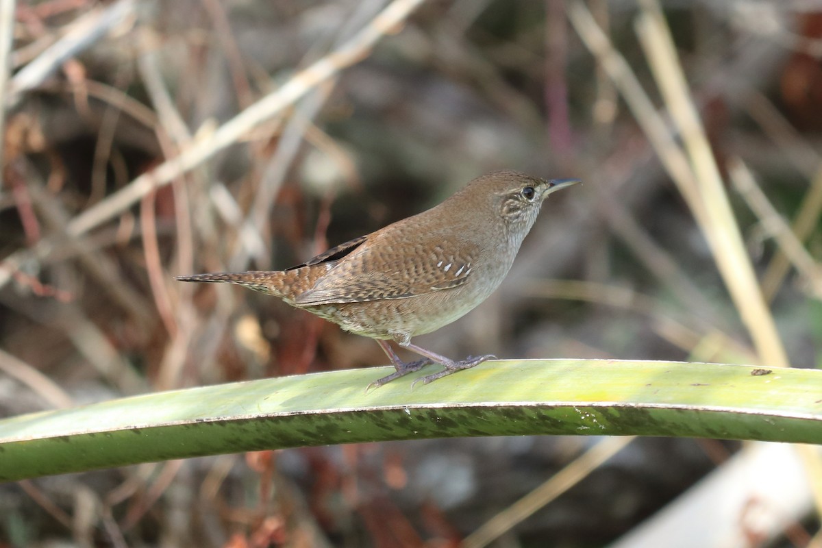 House Wren - ML122341481