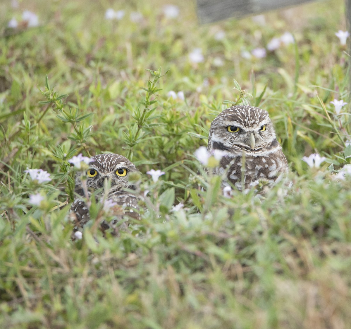 Burrowing Owl - ML122341671