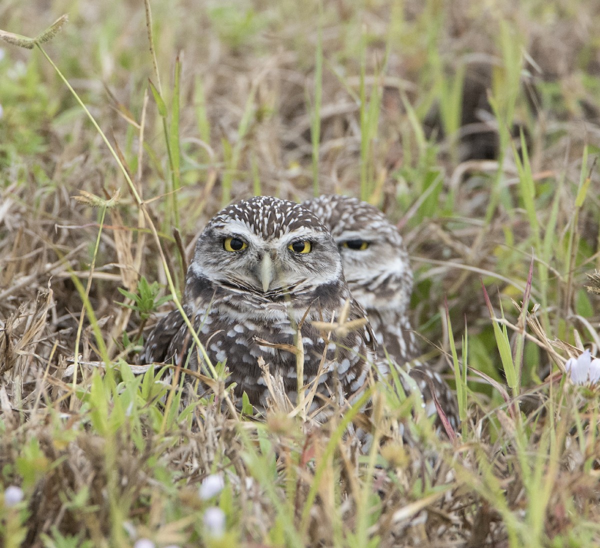 Burrowing Owl - ML122341691