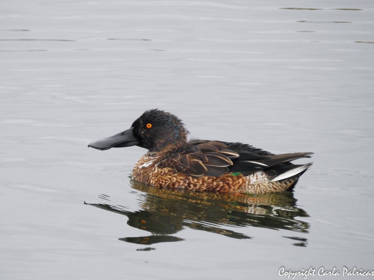 Northern Shoveler - ML122341761