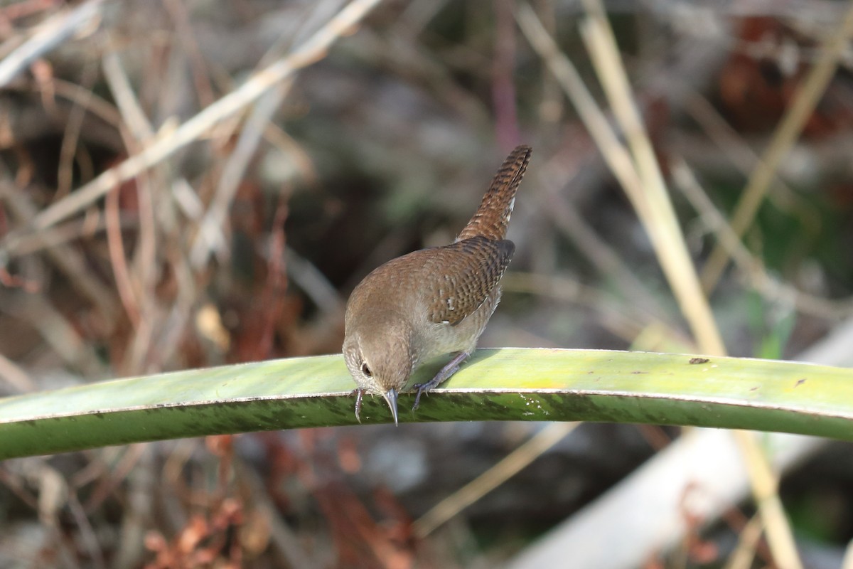 House Wren - ML122341811