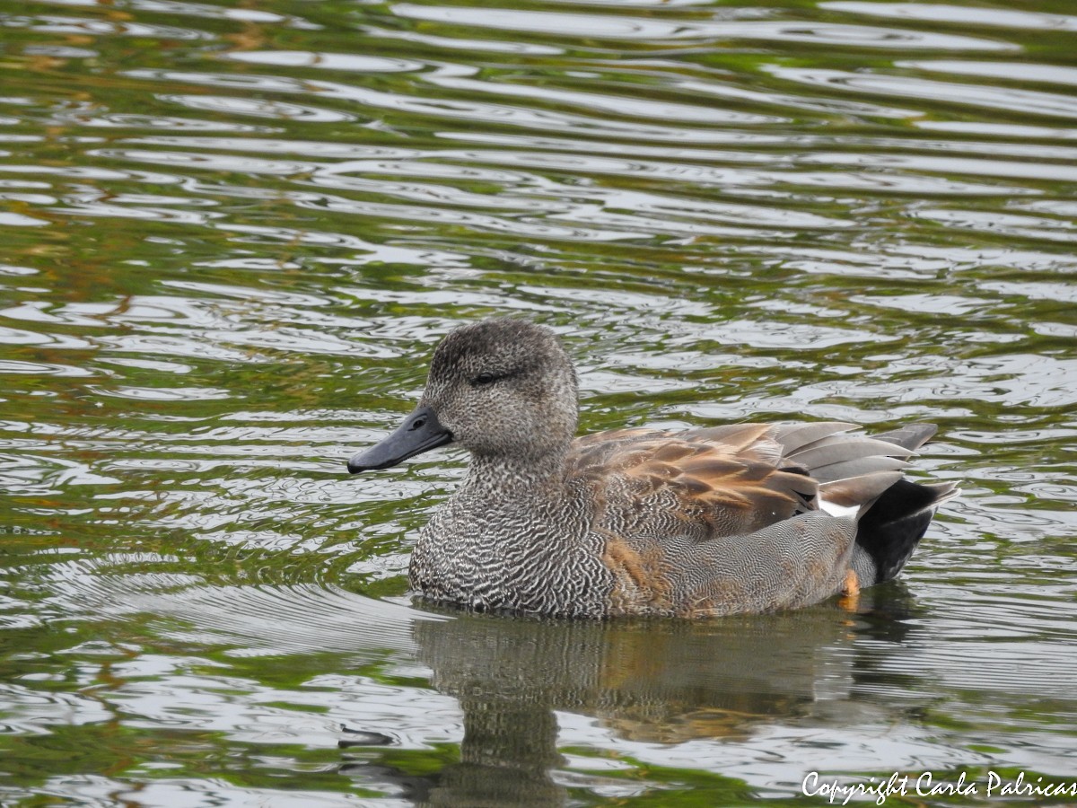 Gadwall - ML122341821