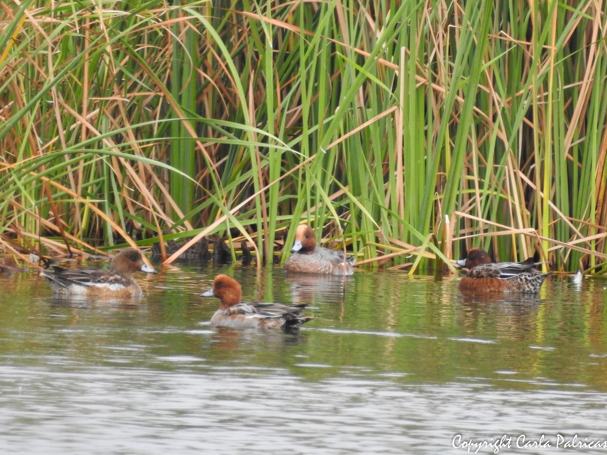 Eurasian Wigeon - ML122341861