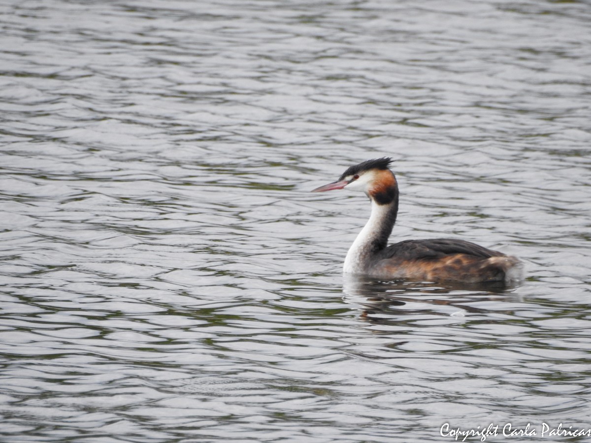 Great Crested Grebe - Carla Palricas