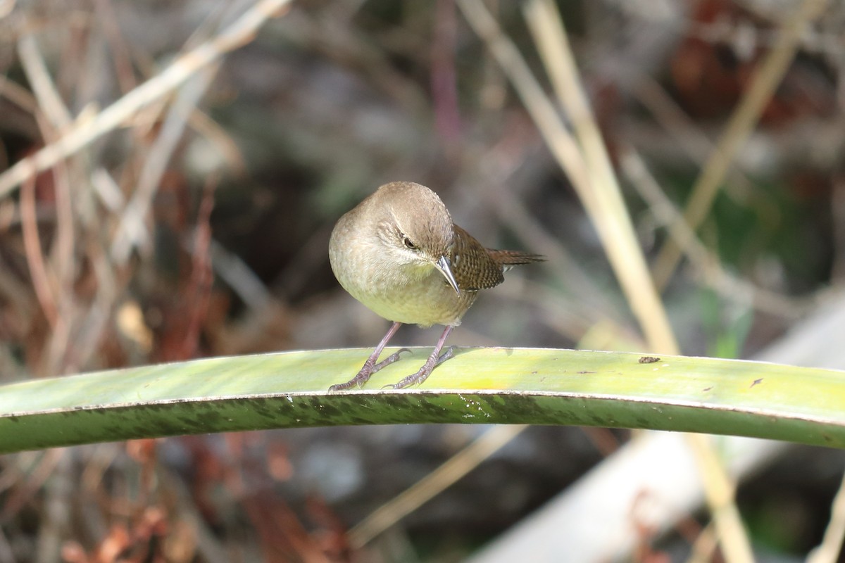 House Wren - ML122342041