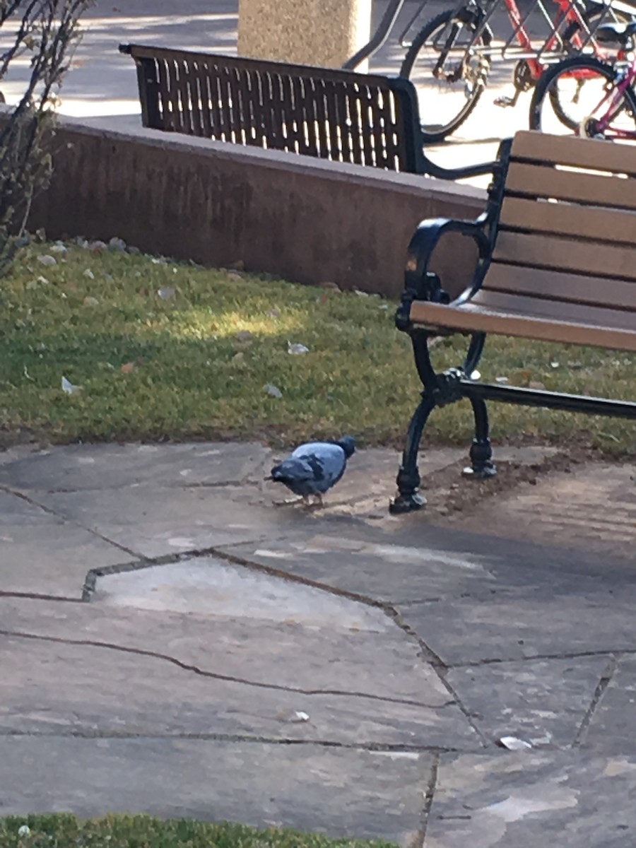 Rock Pigeon (Feral Pigeon) - ML122342931