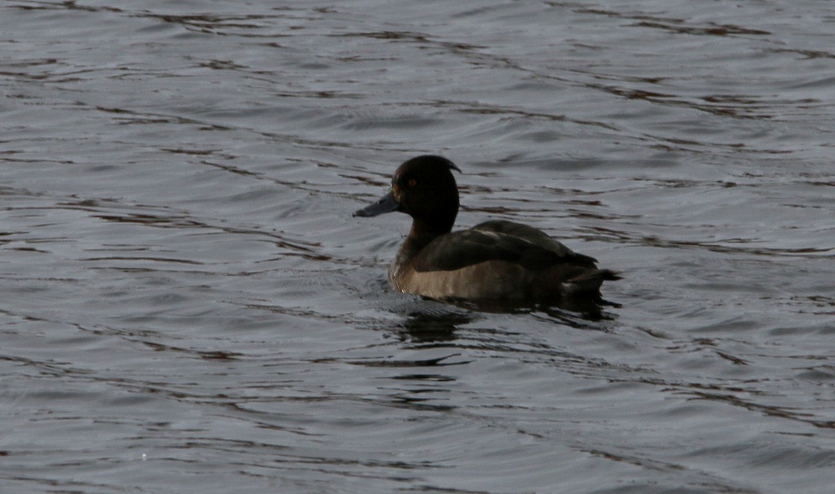 Tufted Duck - ML122343741