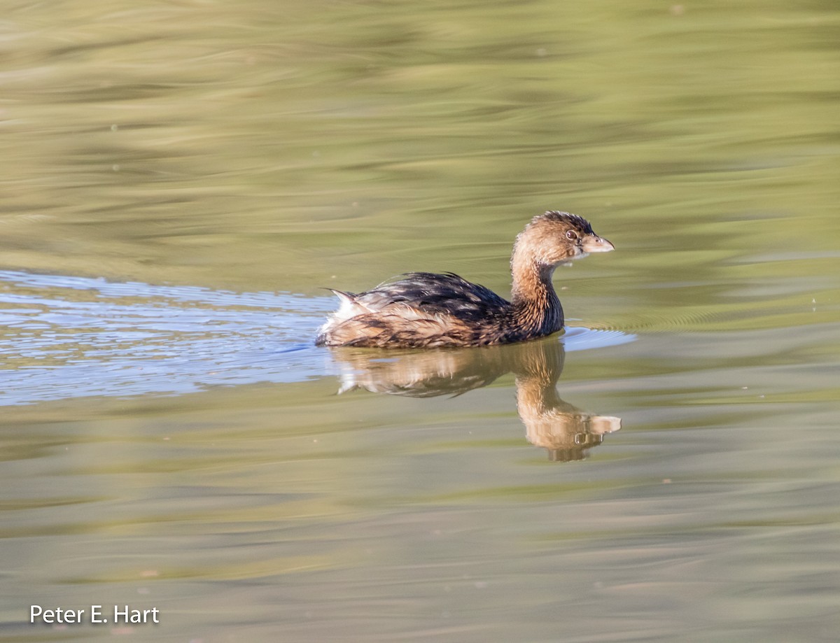 Pied-billed Grebe - ML122344361