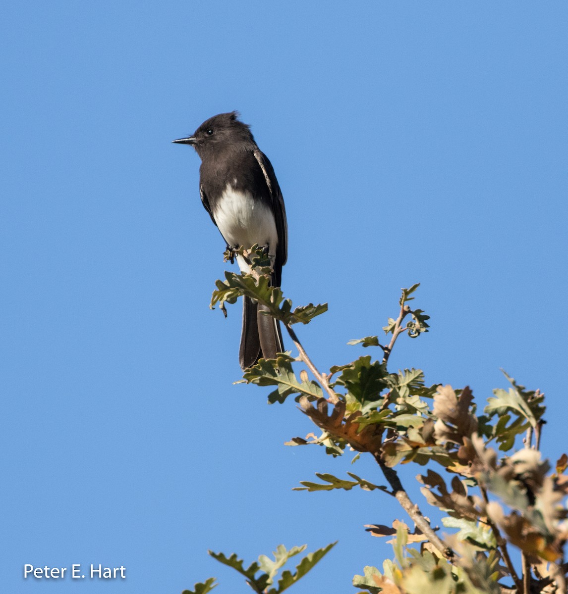 Black Phoebe - ML122344671