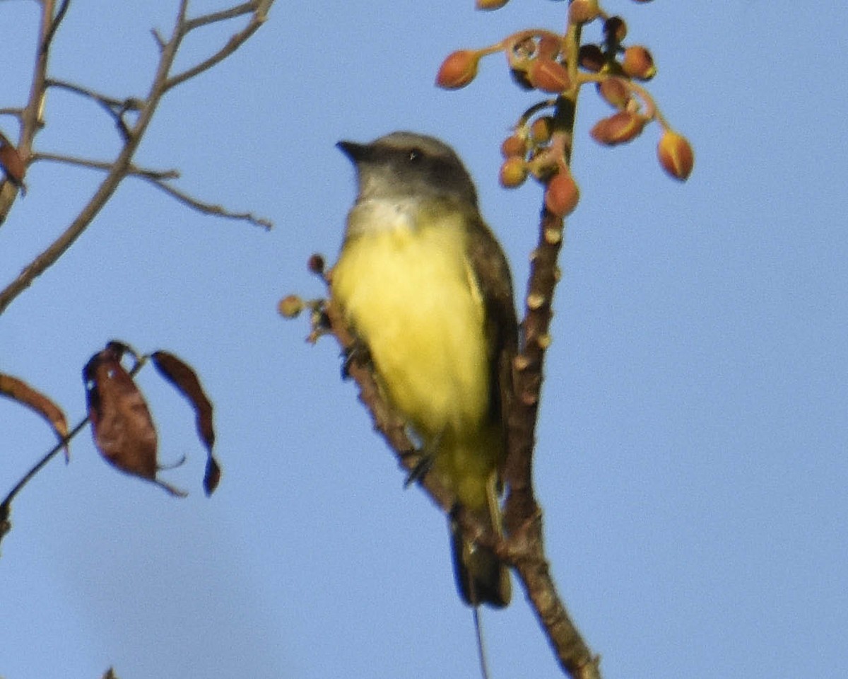 Sulphury Flycatcher - ML122344941