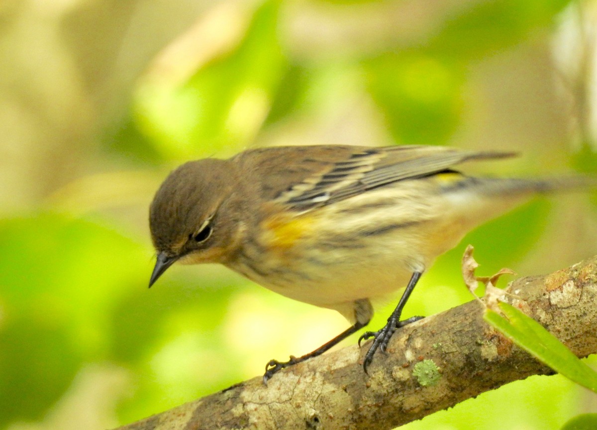 Yellow-rumped Warbler (Myrtle) - ML122345321