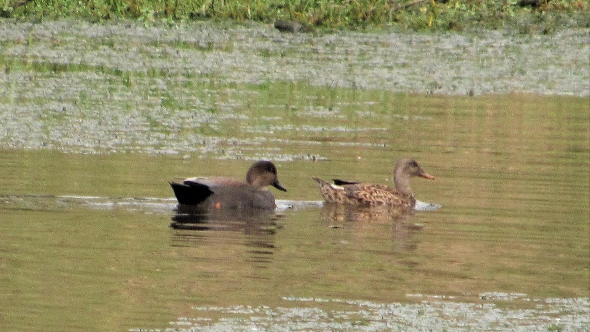 Gadwall - Judy Behrens