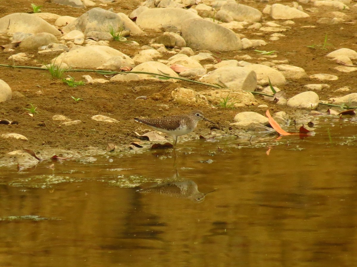 Solitary Sandpiper - ML122346781