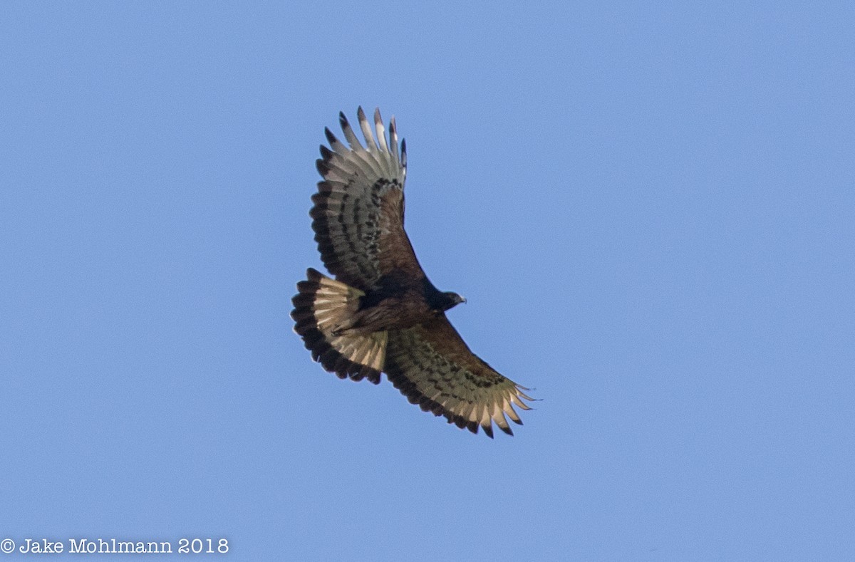 Black-and-chestnut Eagle - ML122350361