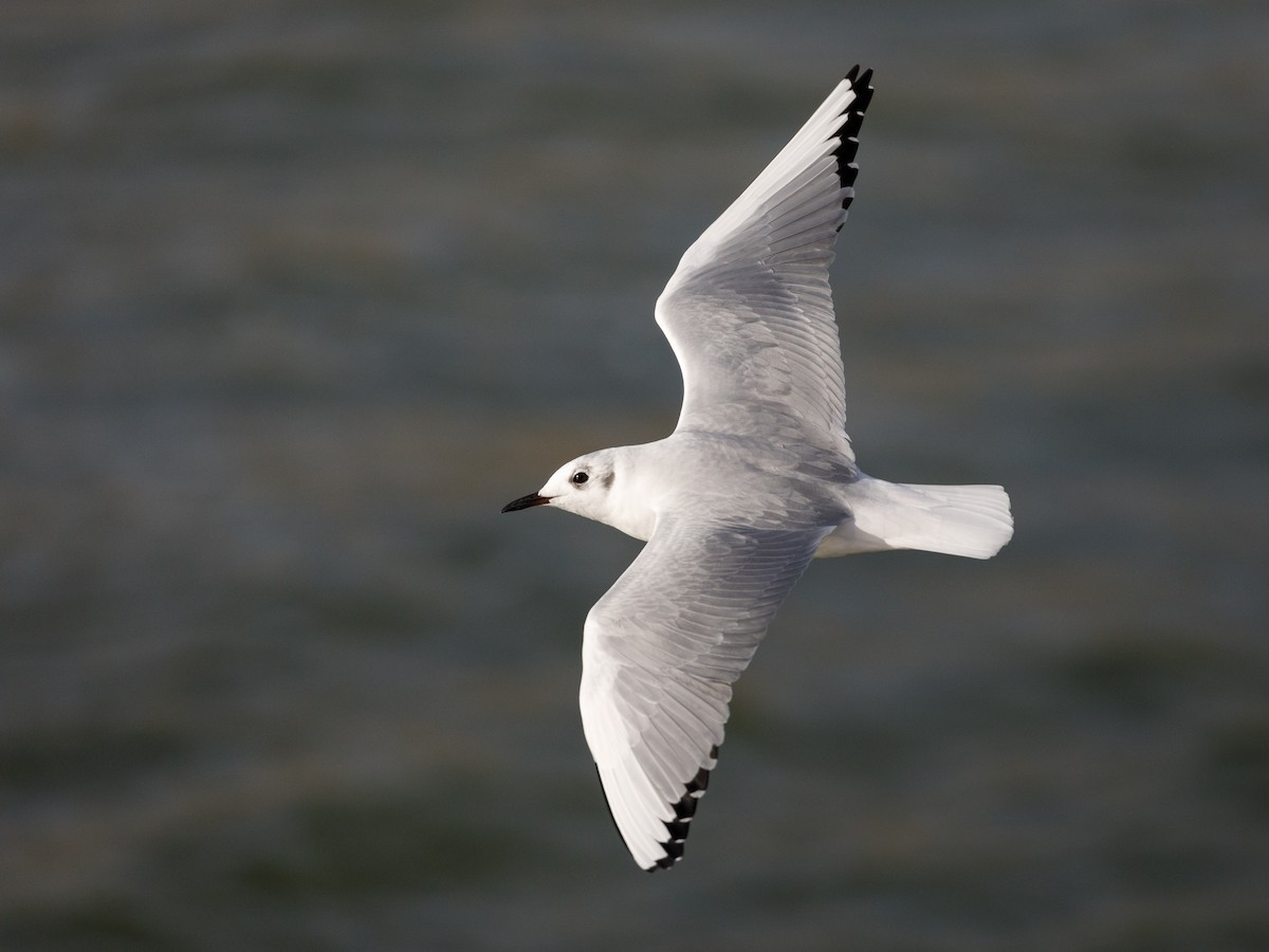 Bonaparte's Gull - Darren Clark