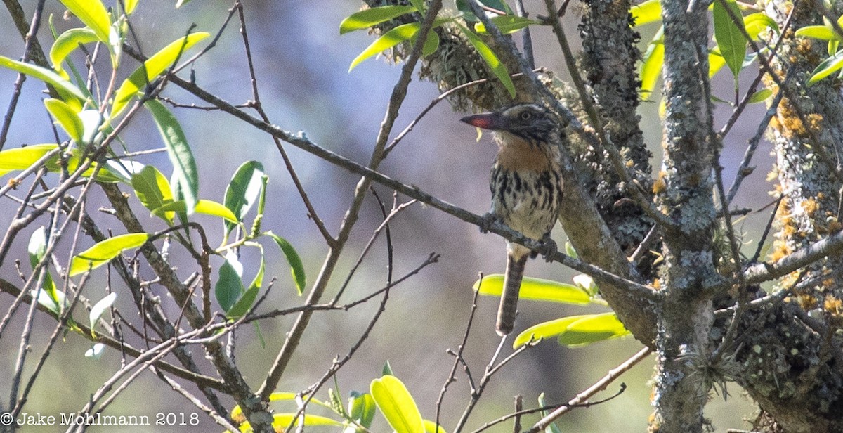 Spot-backed Puffbird - ML122350801