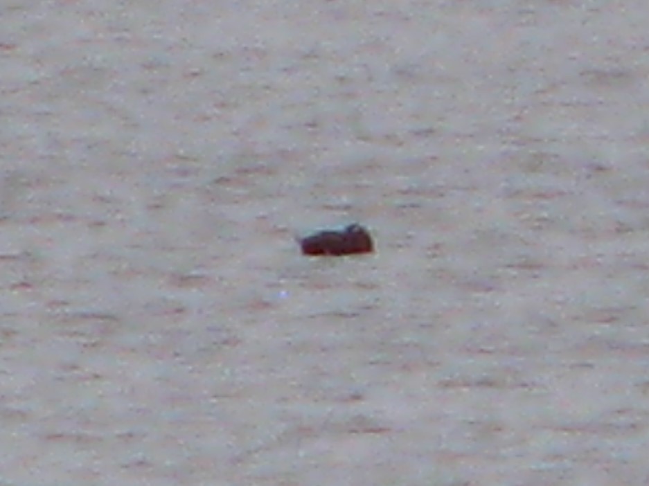 White-winged Scoter - ML122351261