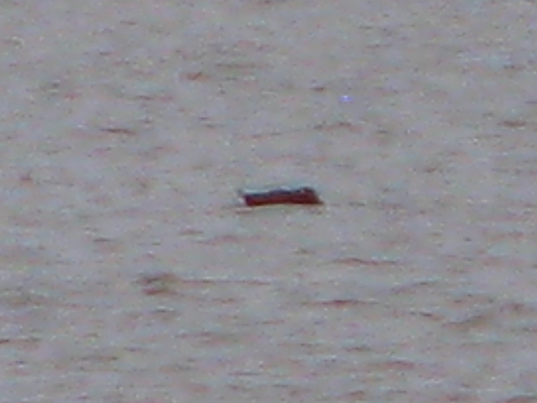 White-winged Scoter - ML122351271