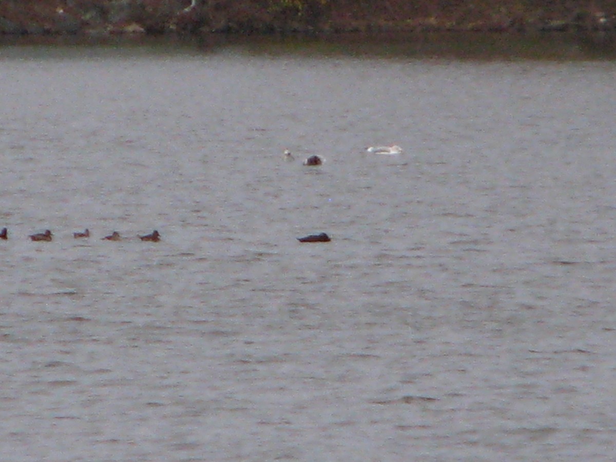 White-winged Scoter - ML122351281