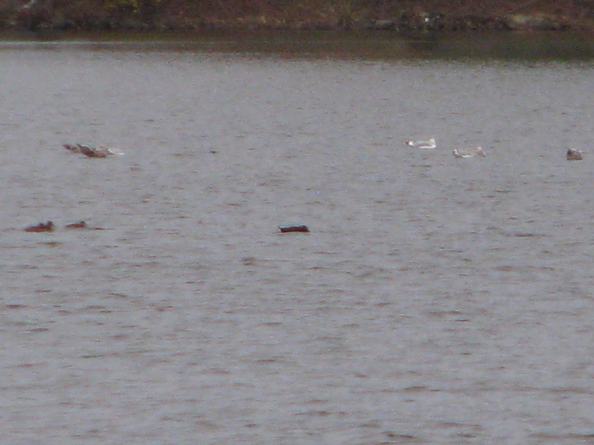 White-winged Scoter - ML122351291